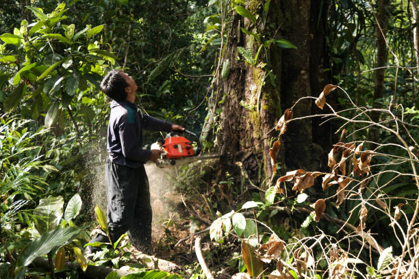 Best Tree Preservation Services  in Chandler, TX