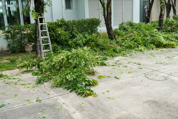 Best Pest Control for Lawns  in Chandler, TX